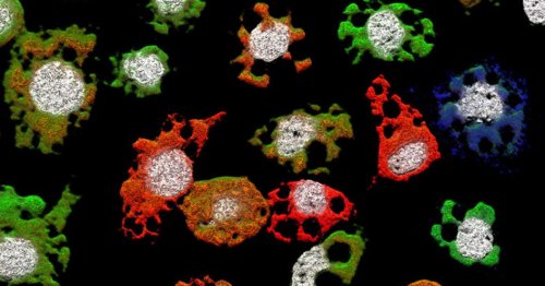 New kind of virus makes scientists rethink infection