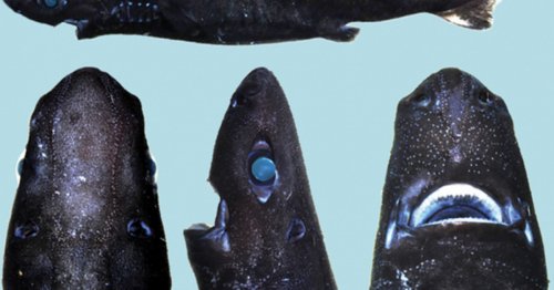 The perfectly named ninja lanternshark is a new glow-in-the-dark shark species