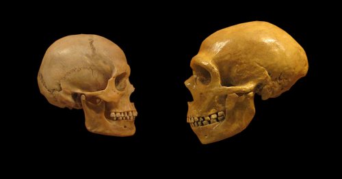 Sex, disease, and extinction: what ancient DNA tells us about humans and Neanderthals