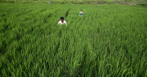 How CRISPR rice could help tackle climate change