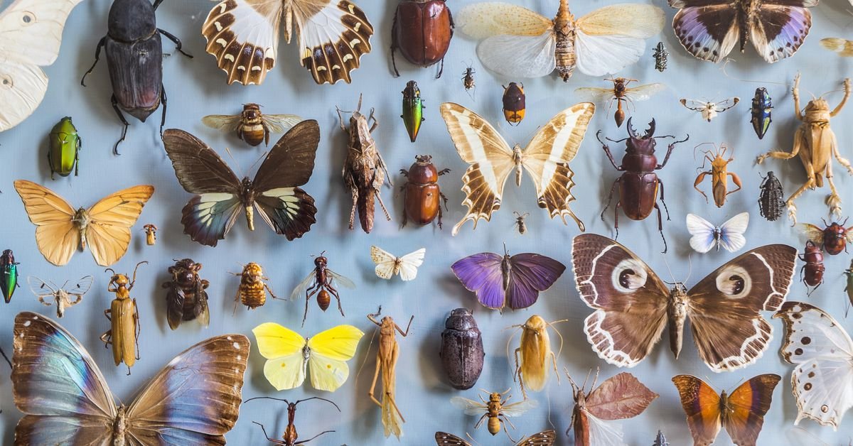 The loss of insects is an apocalypse worth worrying about