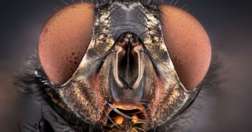 In defense of flies. Yes, really.