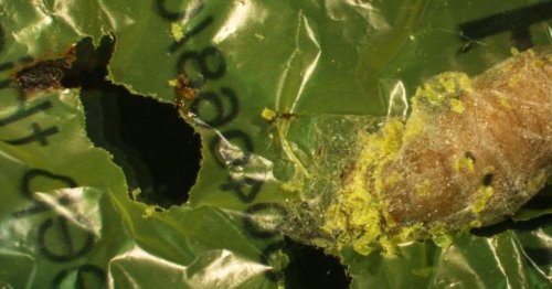 Plastic-eating caterpillars could help get rid of the world’s waste