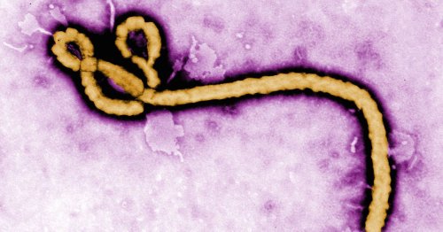 Fast-tracked Ebola vaccine is now being tested in West Africa