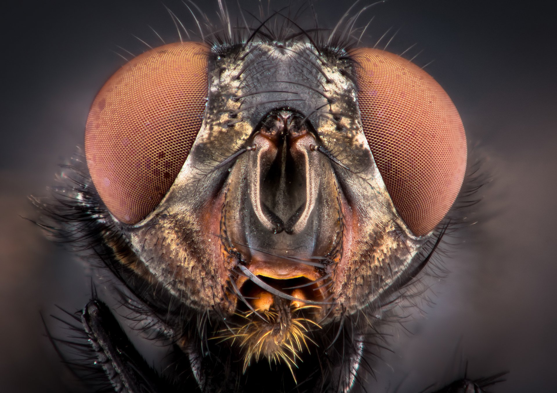 In defense of flies. Yes, really.