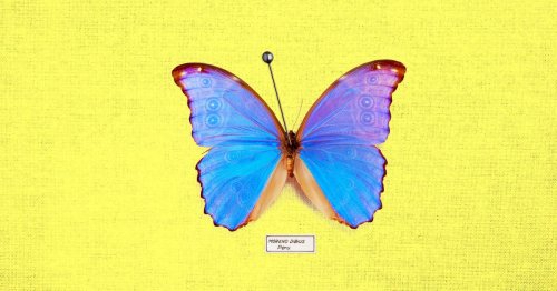 To kill or not to kill: Butterflying during the "insect apocalypse"