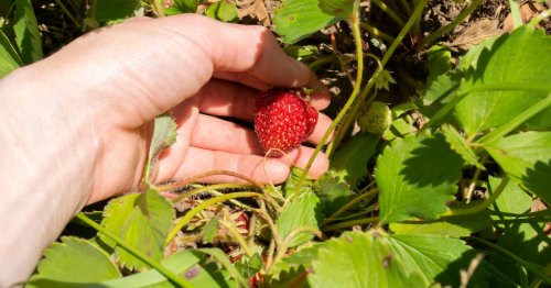 Portland’s Roller-Coaster Weather Walloped Strawberry Season This Year