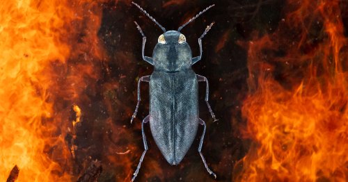 This beetle’s sex is on fire. Literally.