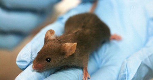 Human brain cells found to boost learning ability in mice
