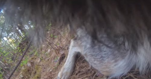Camera footage from wolf’s collar reveals a very good boy