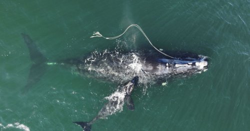 We know how to save these beloved endangered whales. Yet we’re mindlessly killing them.
