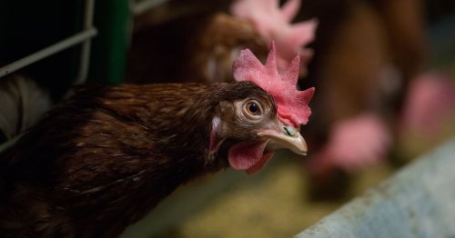 The worst horrors of factory farming could soon be phased out in Europe