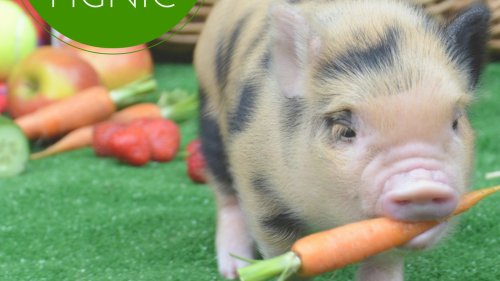 Yelp Hosts Pignic Cafe Pop-Up in London