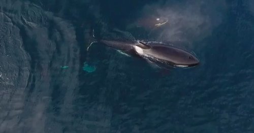 Watch killer whales eat a shark alive