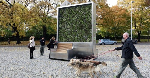 This moss-covered wall is as air-purifying as 275 urban trees