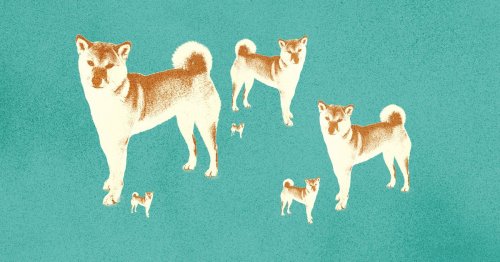 Shiba Inu coin announces its own metaverse — welcome to the Shiberse