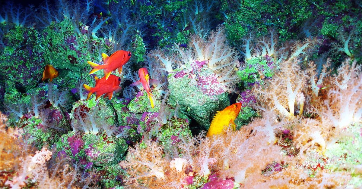 Underwater volcanoes are deep-sea jungles, and they’re under threat
