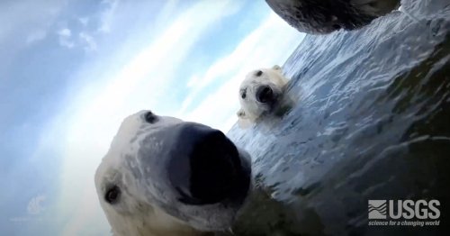 Scientists strapped cameras to a bunch of polar bears. The footage is breathtaking — and alarming.