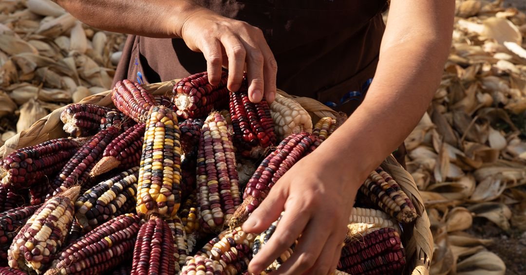 The Indigenous Farmers Preserving Mexico’s Native Corn