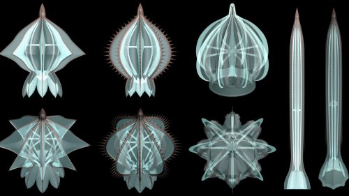 Ancient comb jellies had skeletons, but they still lost the arms race