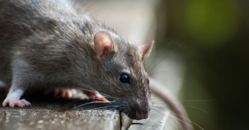 Brain activity continues in rats after clinical death, study finds