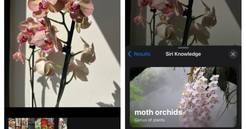 Today I learned you can identify plants and flowers using just your iPhone camera