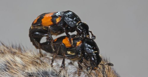 This female beetle uses unsexy pheromones to calm horny dudes