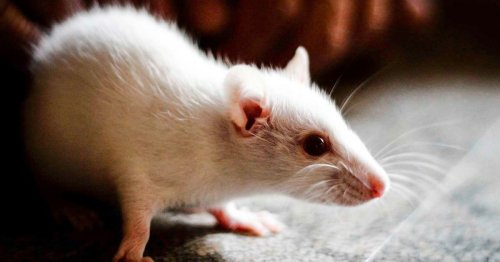 Researchers implant false memories in mice
