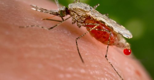 The CDC says the top global health story of 2020 was mosquitoes