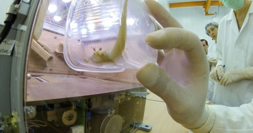 Russia has lost control of a gecko sex experiment in space