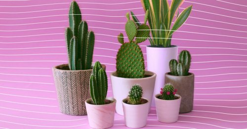Finally, really good advice on how to stop killing your houseplants