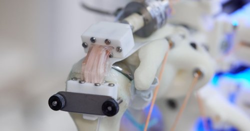 Scientists grow cells on a robot skeleton (but don’t know what to do with them yet)