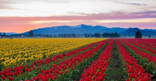 Best Food Bets for Skagit Valley Tulip Festival Day-Trippers, 2019