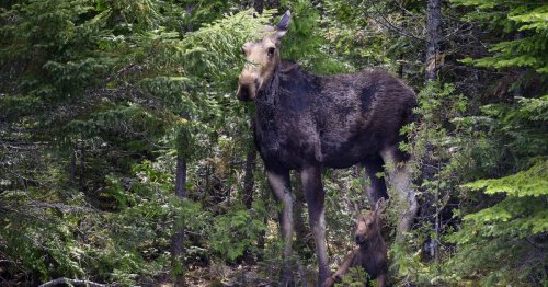 The curious case of the Minnesota moose killers