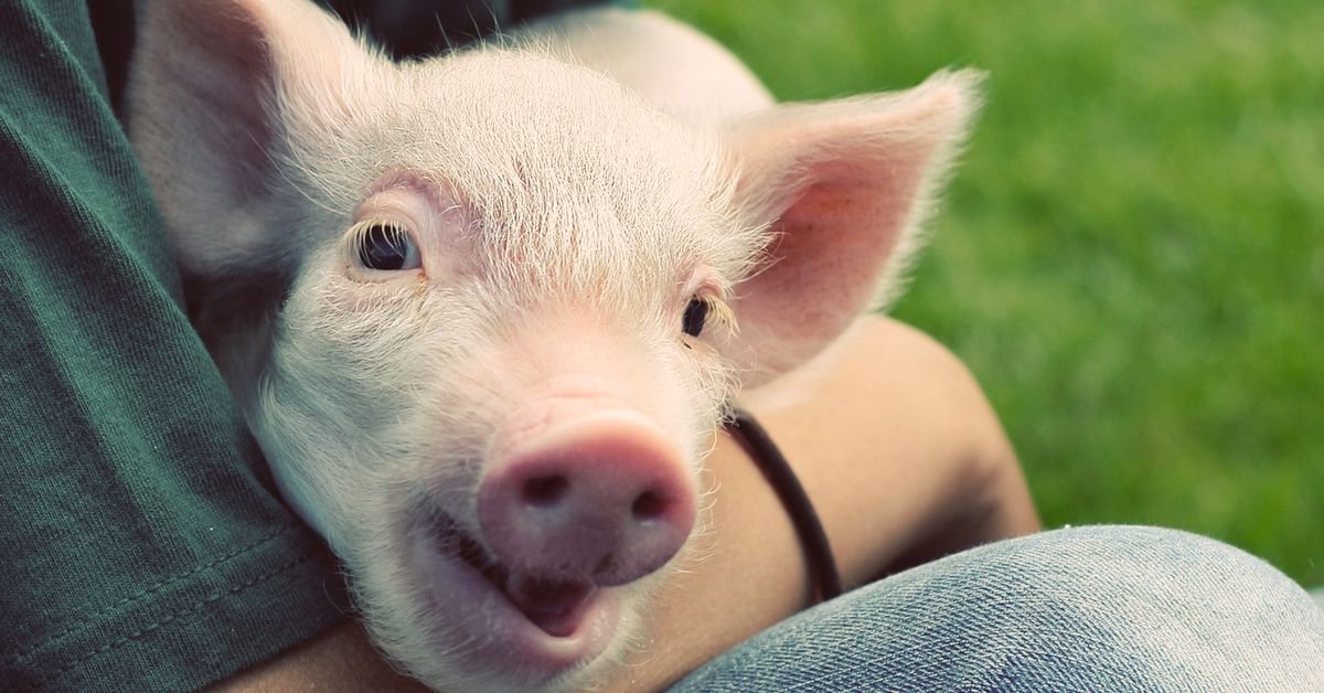 Want to help animals? Here’s where to donate your money.