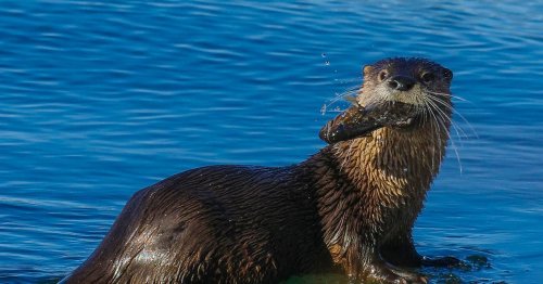 Otters are thriving in … Iowa?