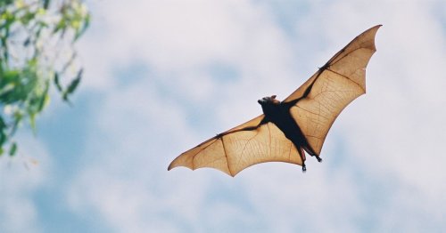 Bats have a unique superpower. Climate change is turning it into a liability.