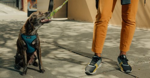 The startup world’s cuddly, cutthroat battle to walk your dog