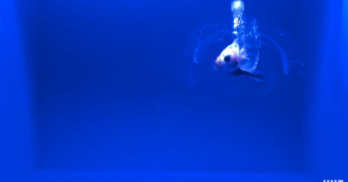 Watch this invisible robot grab a fish out of the blue