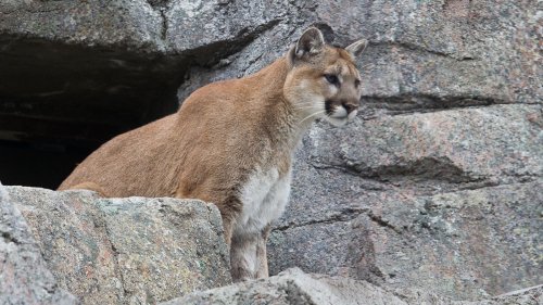 How 10,000 cougars could prevent hundreds of automobile accidents