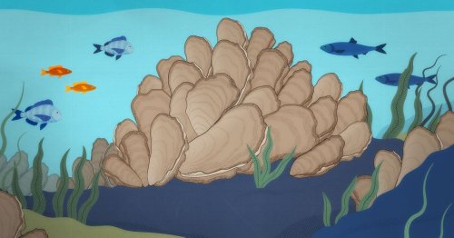 How oysters can stop a flood