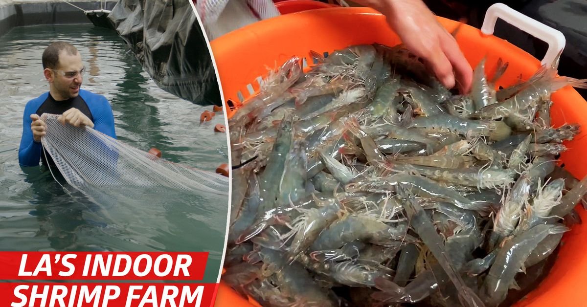 How America’s Biggest Indoor Shrimp Farm Sells 2 Million Shrimp Each Year