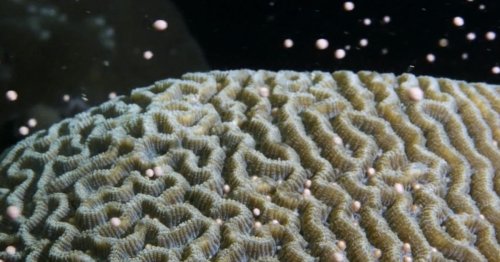 Many coral reefs are dying. This one is exploding with life.