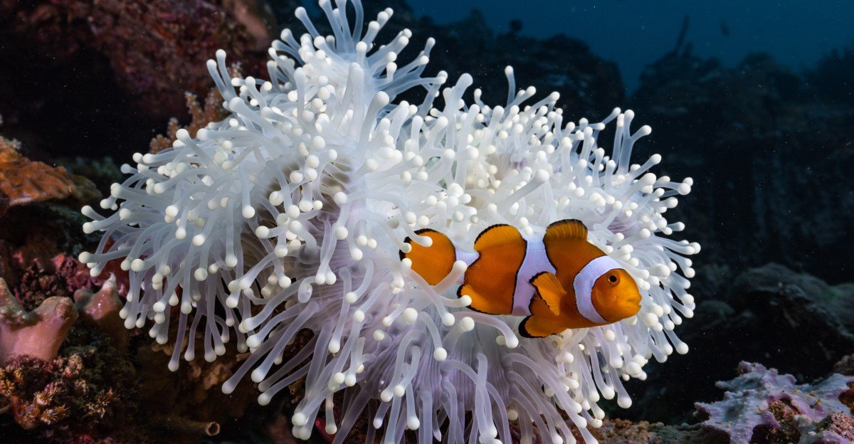 An extreme ocean heat wave did something remarkable to these fish