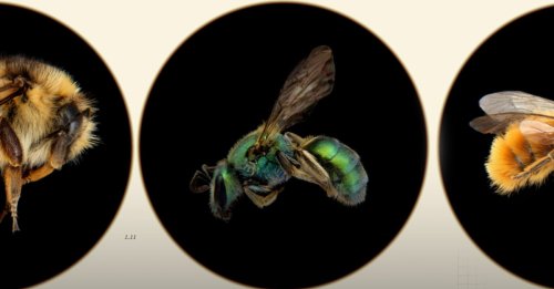 What we get wrong about saving the bees