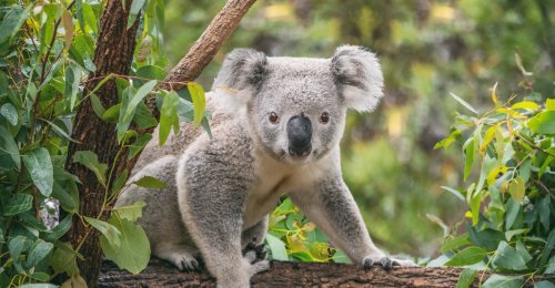 Why Australia is shooting koalas out of trees from helicopters