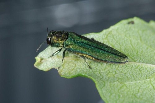 How local Vermont towns are handling the emerald ash borer