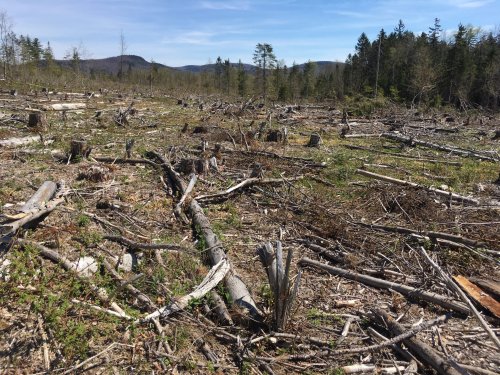 Environmental group sues state over logging, land management planning