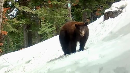 Black Bear Tumbles And Plays In The Snow - Videos from The Weather Channel
