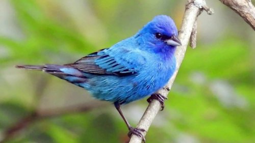 Blue Birds Aren’t Really Blue - Videos from The Weather Channel
